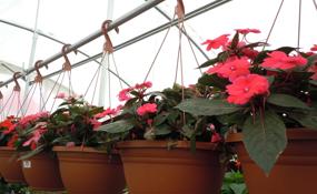 hanging flower baskets on a rail