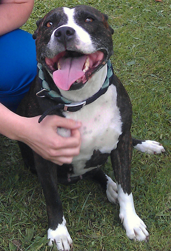 Happy staffie dog with tongue out
