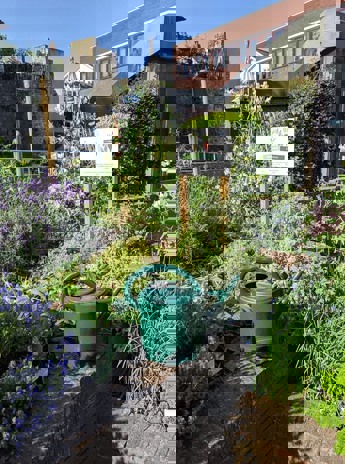 Edible garden at the Sevenoaks Office