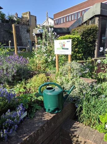 Edible garden at the Sevenoaks Office