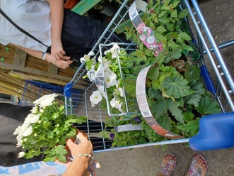 Shopping for plants