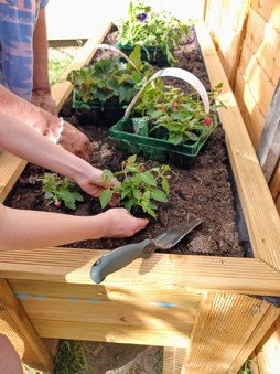 Planting the new plants at Raglan Court